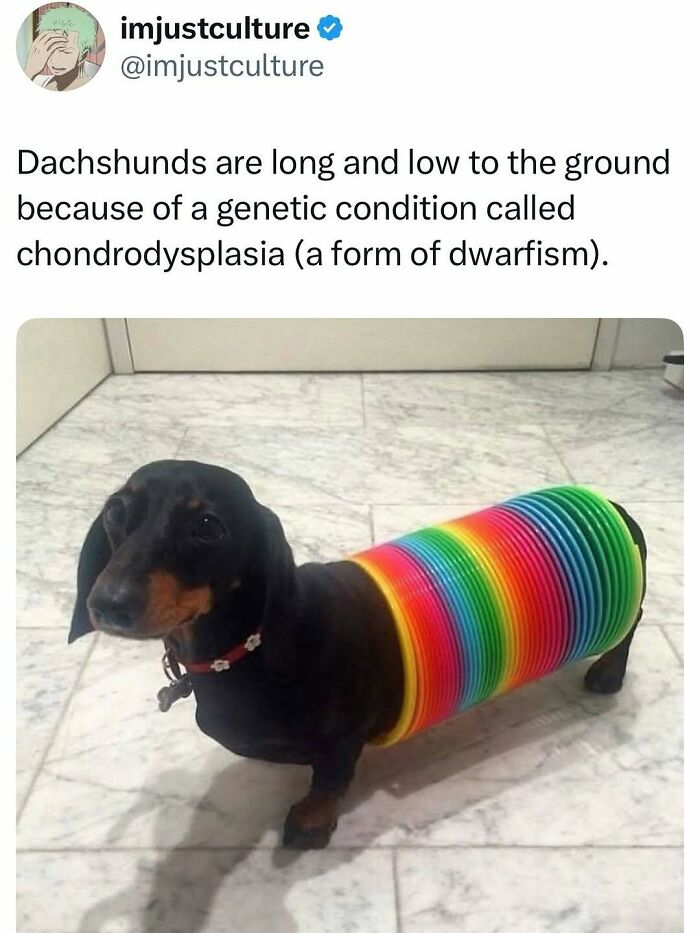 A dachshund wearing a rainbow Slinky toy around its body, standing on a tiled floor. Imjustculture posts.