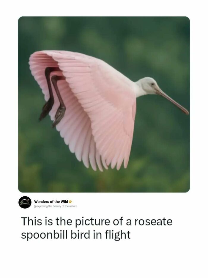 Interesting facts featuring a roseate spoonbill bird in mid flight with pink wings spread