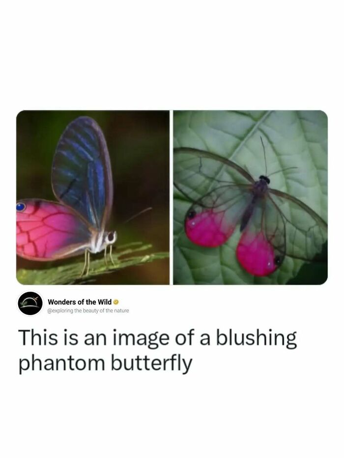 Interesting facts about a blushing phantom butterfly with pink and clear wings.