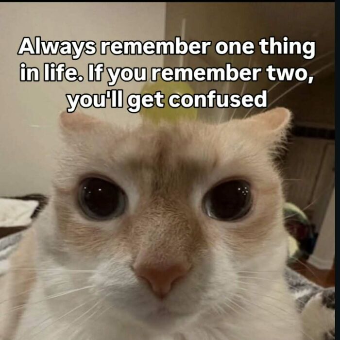 Wide-eyed cat looking directly at the camera, a funny cat meme for someone special.