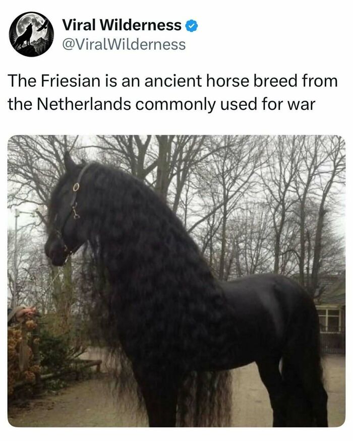 Friesian horse from the Netherlands with long curly mane, traditionally used for war