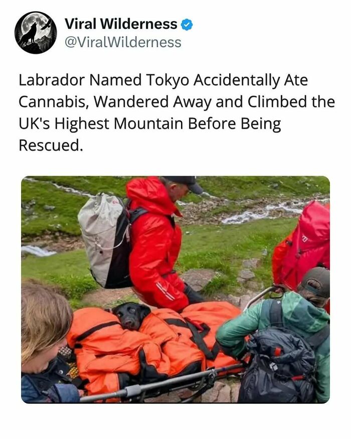 Rescue team carrying a labrador wrapped in orange on a mountain rescue wilderness mission