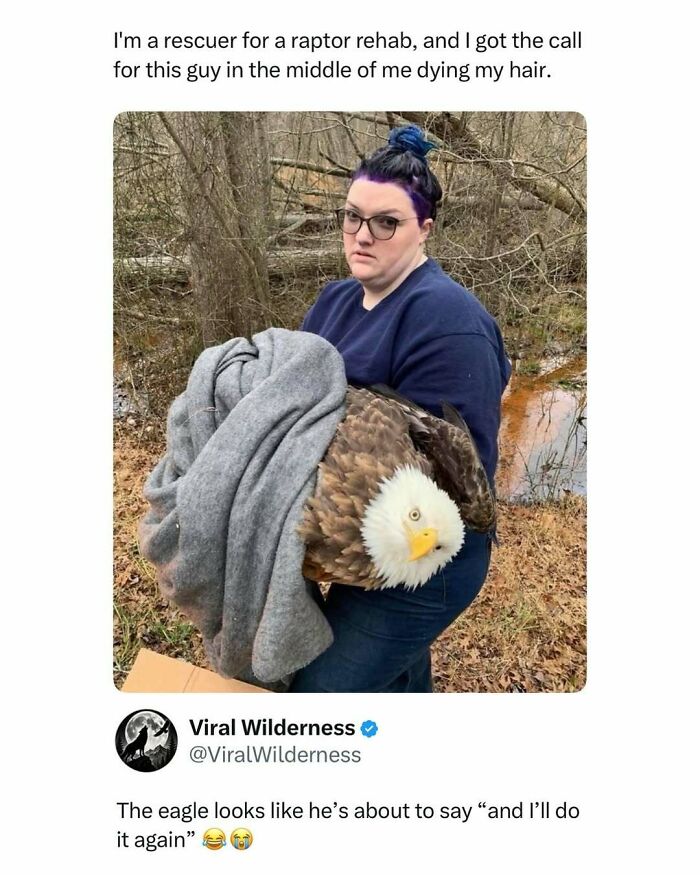 Rescuer holding bald eagle during rehab outdoors wildlife