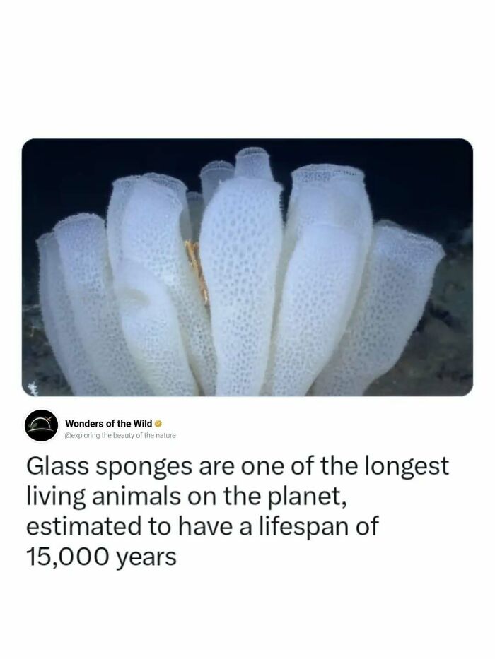 Interesting facts about glass sponges which are among the longest living animals on earth