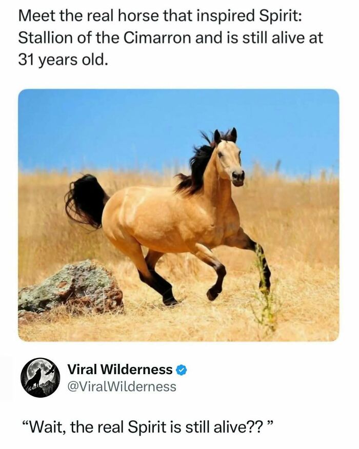 Stallion horse running in dry grassland representing wilderness and animal nature post