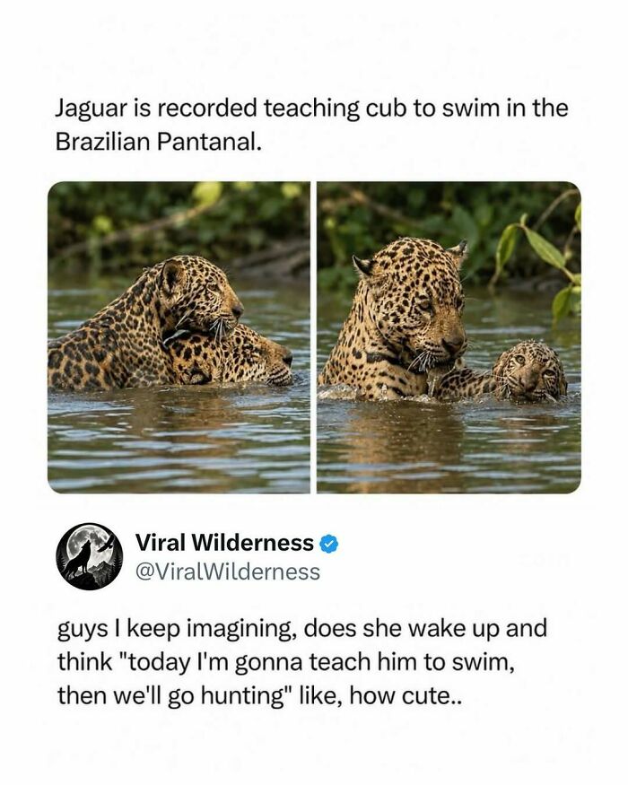Jaguar teaching cub to swim in the Brazilian Pantanal water