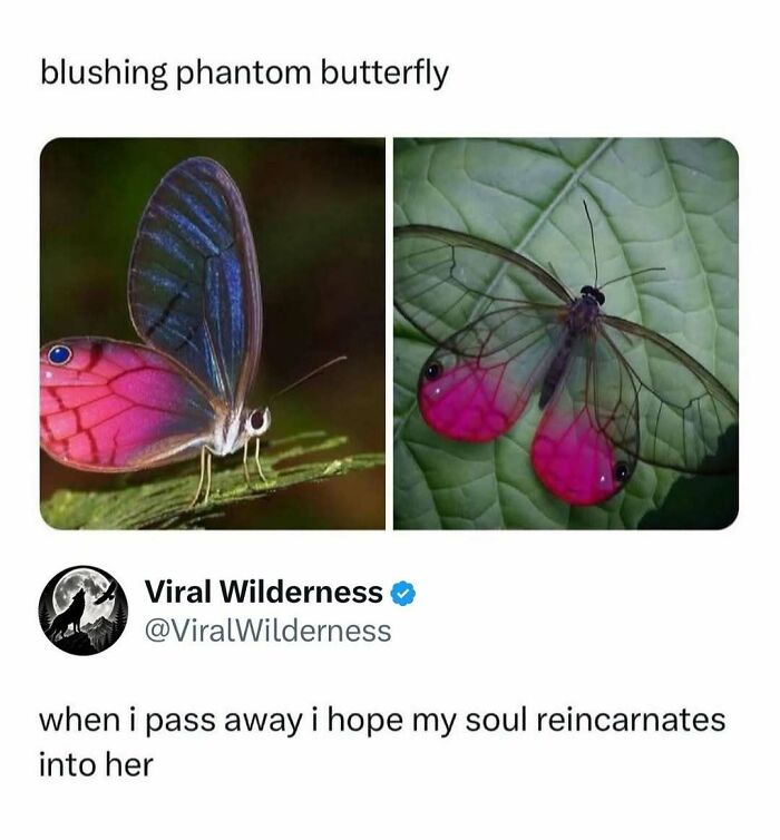 Blushing phantom butterfly with translucent wings and vibrant pink coloration on leaves