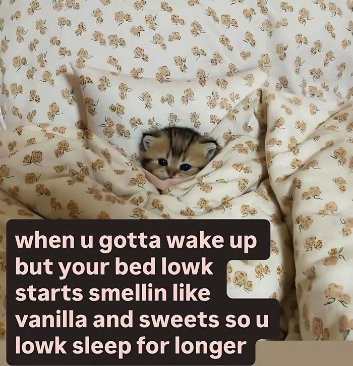 A cute kitten in a floral blanket with text about sleeping longer, representing the internet at its strangest and most unfiltered.
