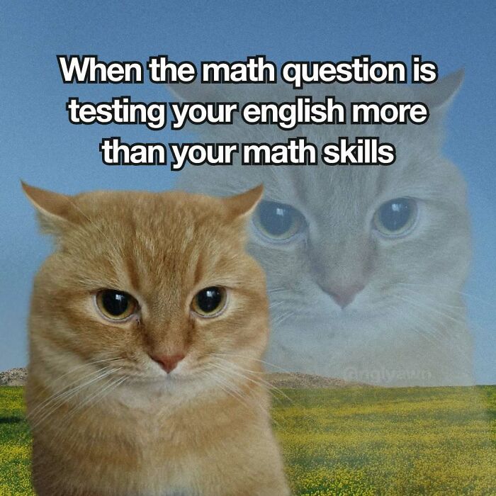 Cat meme about math questions testing English skills