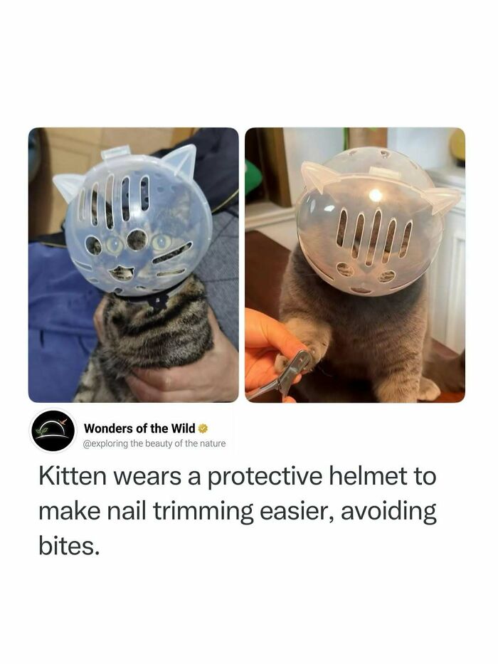 Random knowledge post showing a kitten wearing a protective helmet for nail trimming