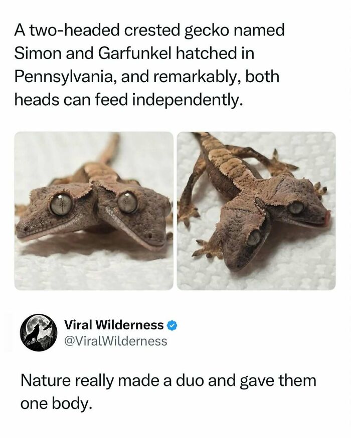 Two-headed crested gecko named Simon and Garfunkel in nature