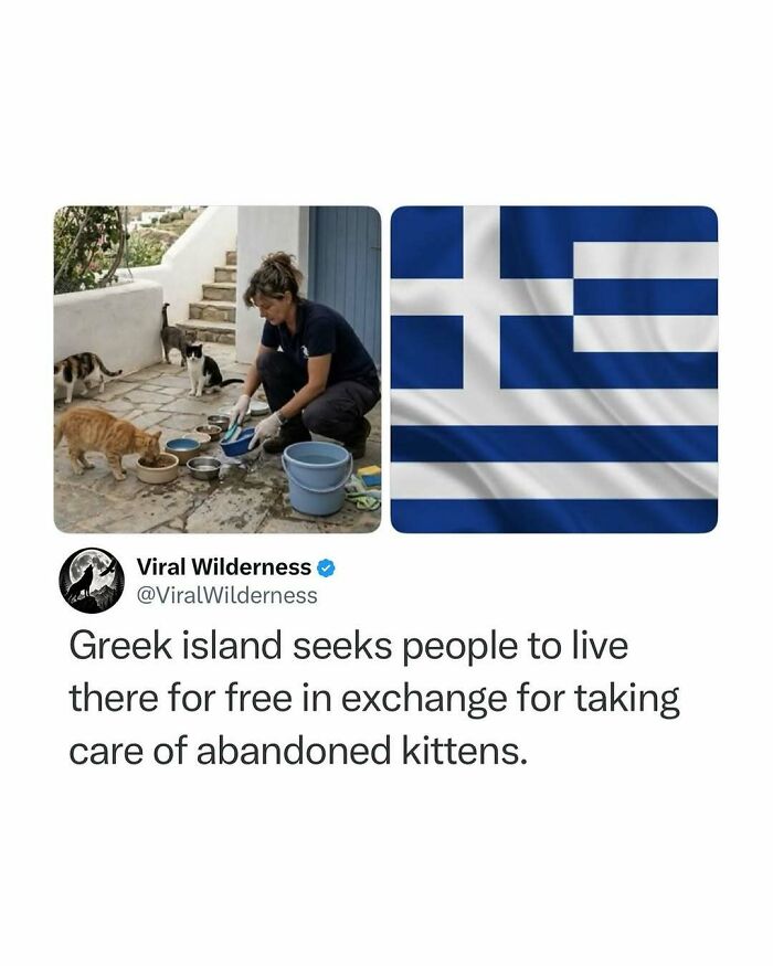Greek island offers free living for caring for abandoned kittens