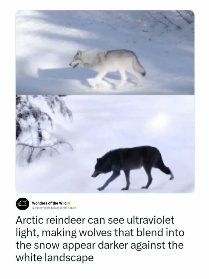 An illustration about interesting facts comparing a wolf in normal vision vs ultraviolet light