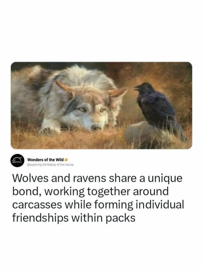 Interesting facts about the unique bond between a wild wolf and a black raven.