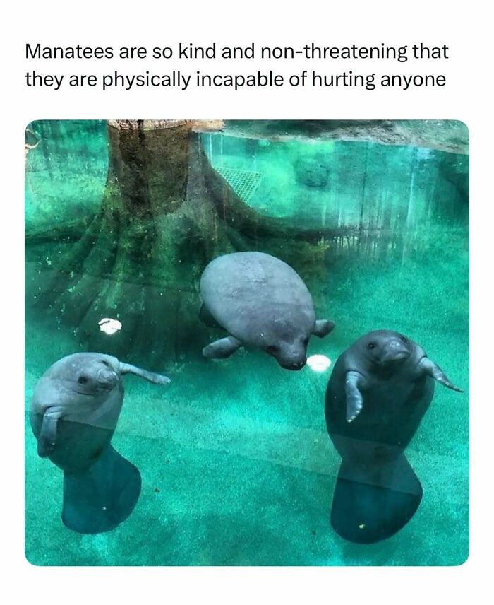 Three kind manatees swimming peacefully in clear water in wilderness nature post
