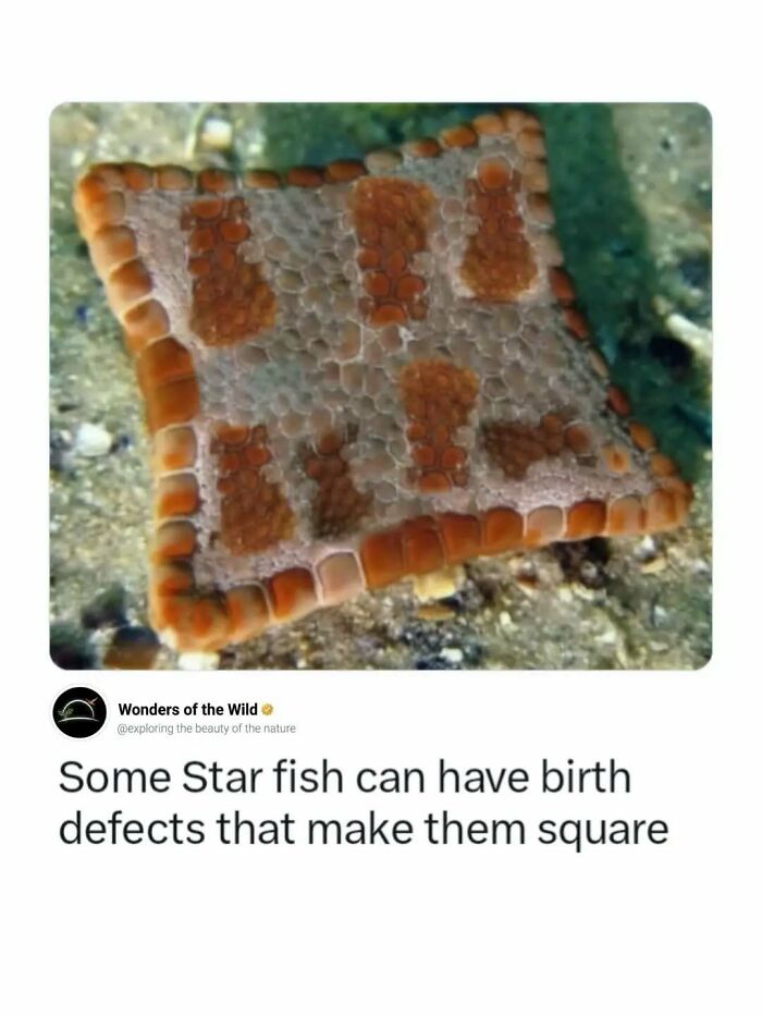 Random knowledge about a square starfish lying on the sandy ocean floor.
