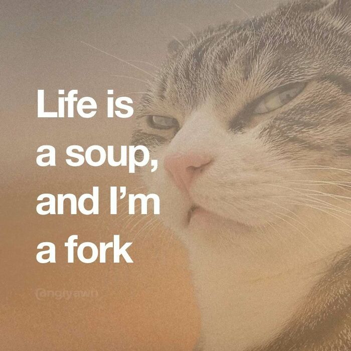 Cat meme with pensive expression and life is soup relatable quote