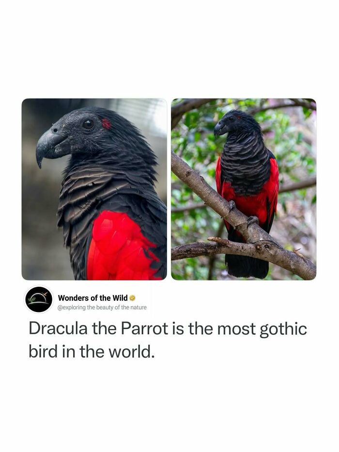 Interesting facts about Dracula the Parrot with striking red and black feathers.