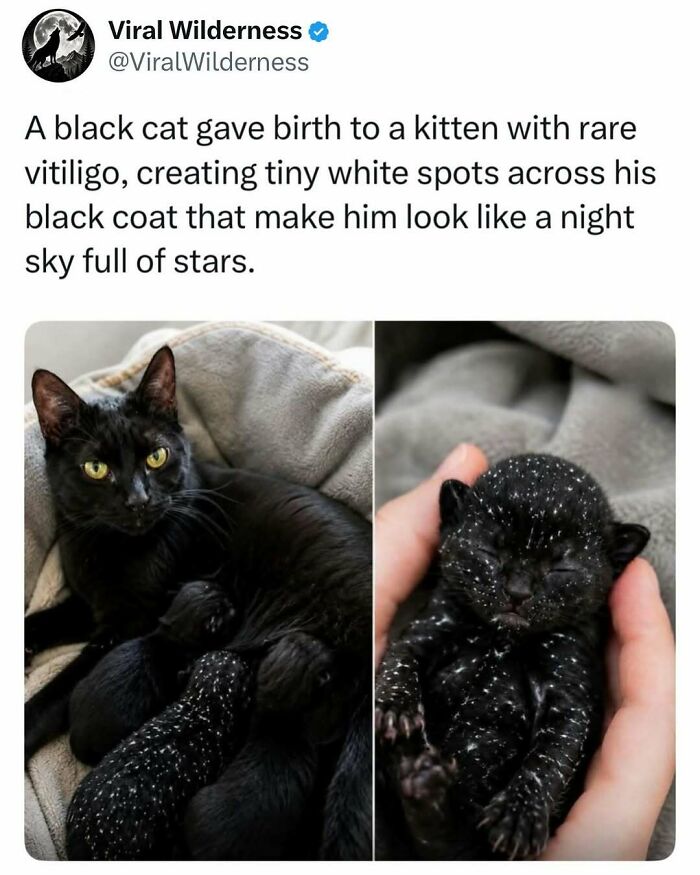 Black cat kitten with rare vitiligo spots resembling starry night in wilderness animals post
