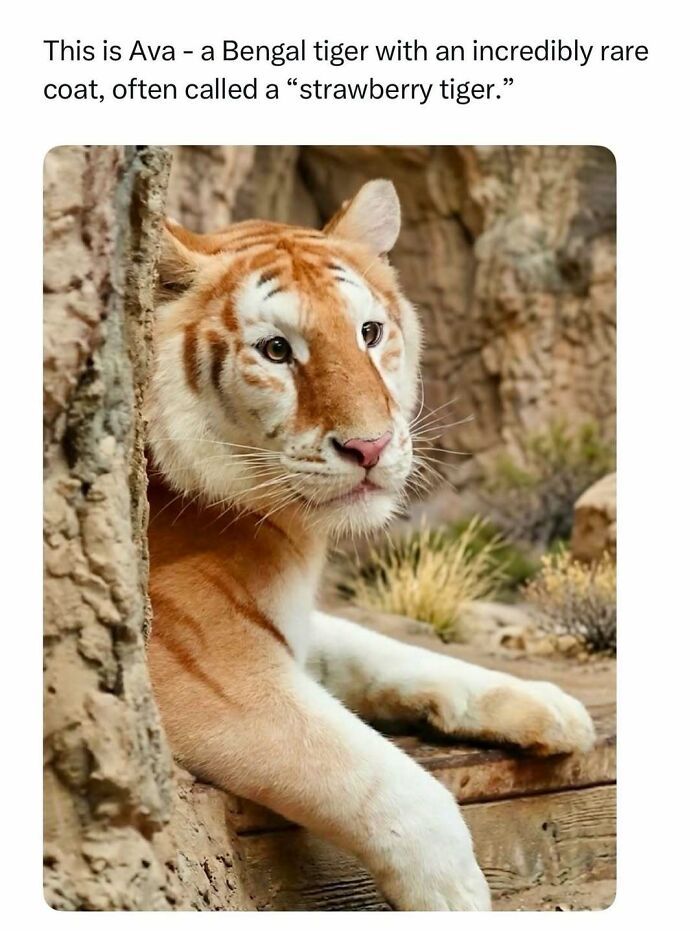 Rare strawberry coat Bengal tiger named Ava resting in natural wilderness setting