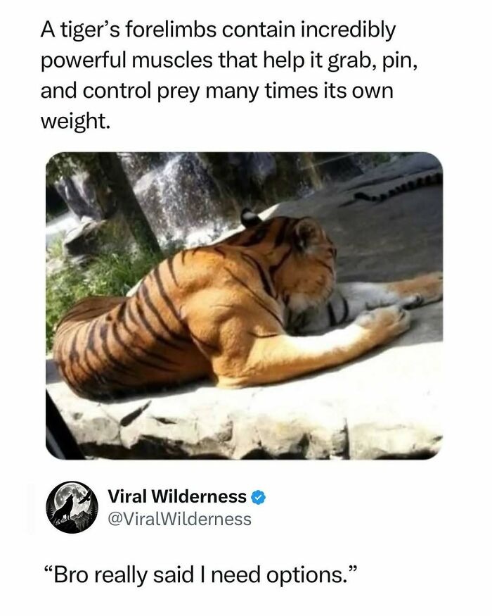 Tiger resting showing powerful forelimb muscles used to control prey