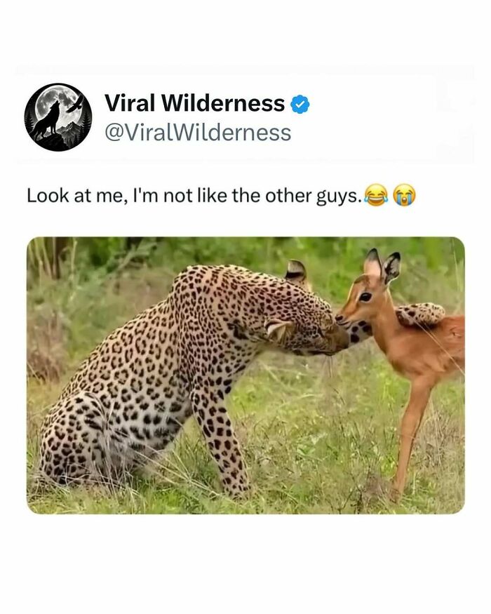 Leopard gently touching a young antelope in a peaceful wilderness moment