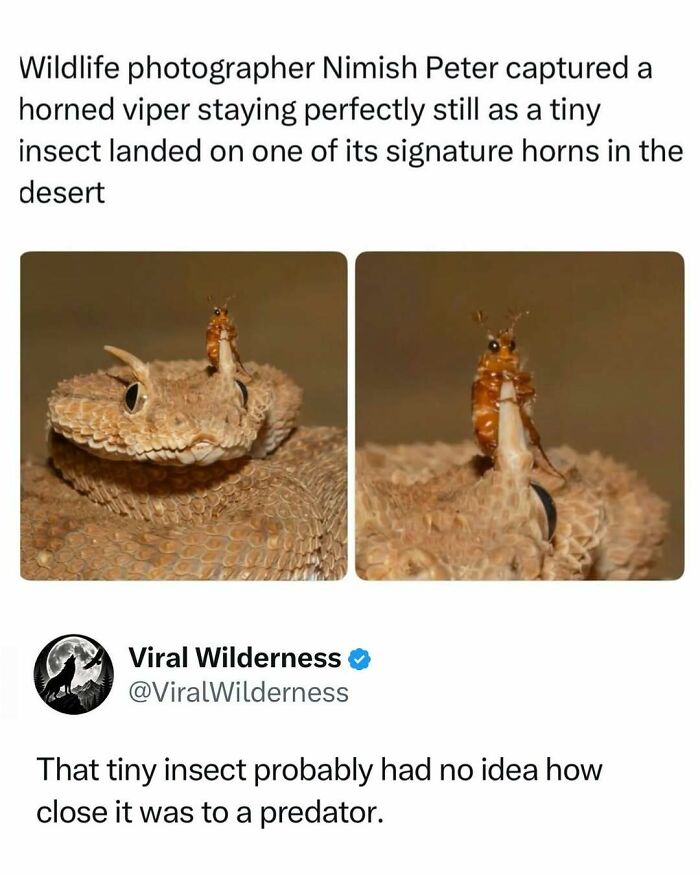Horned viper staying still as tiny insect lands on its horn in desert wildlife photography