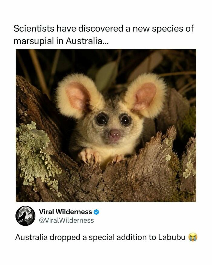 New species of marsupial discovered in Australia with large ears