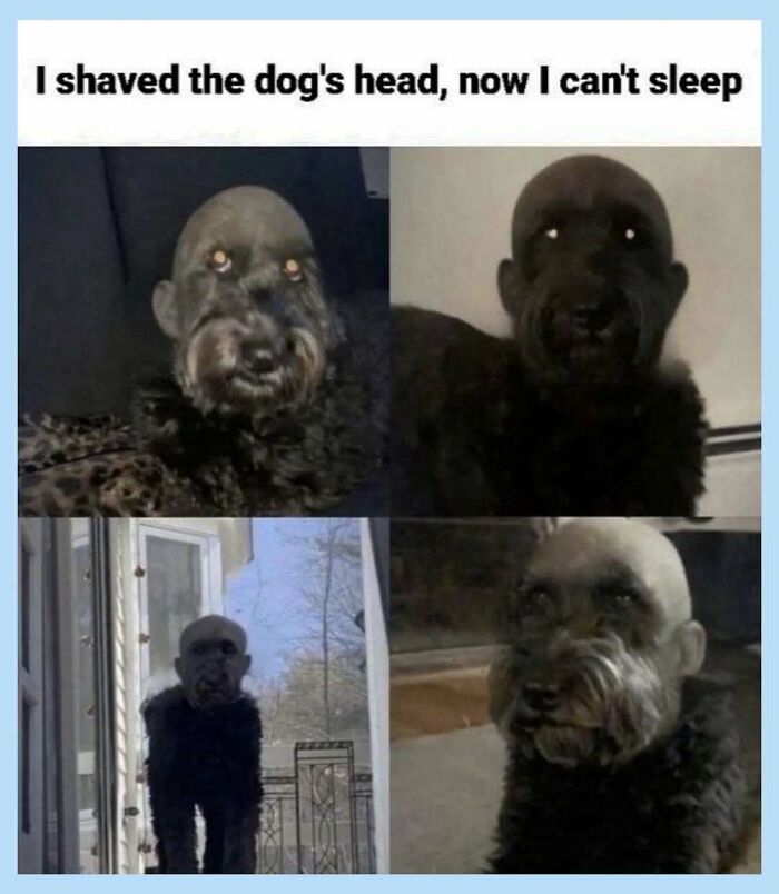 A funny meme showing a series of unsettling images of a dog with its head shaved, appearing human-like.