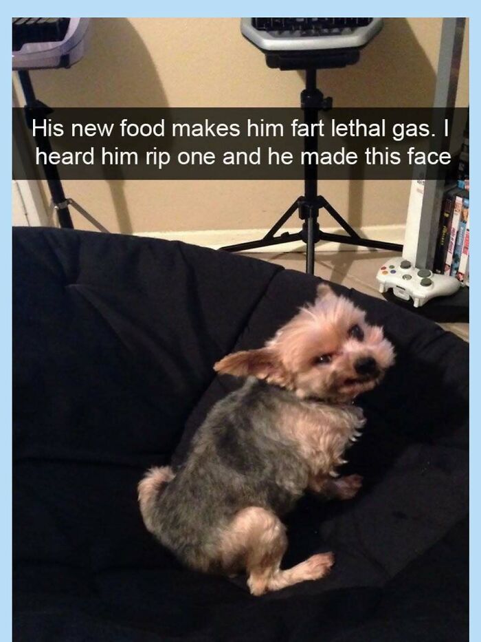 Funny memes of a small dog sitting on a black beanbag chair with a funny expression, captioned about farting lethal gas.