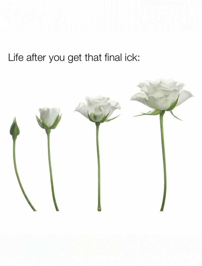 Funny memes about being a woman displaying a series of four blooming white roses on a clean white background.