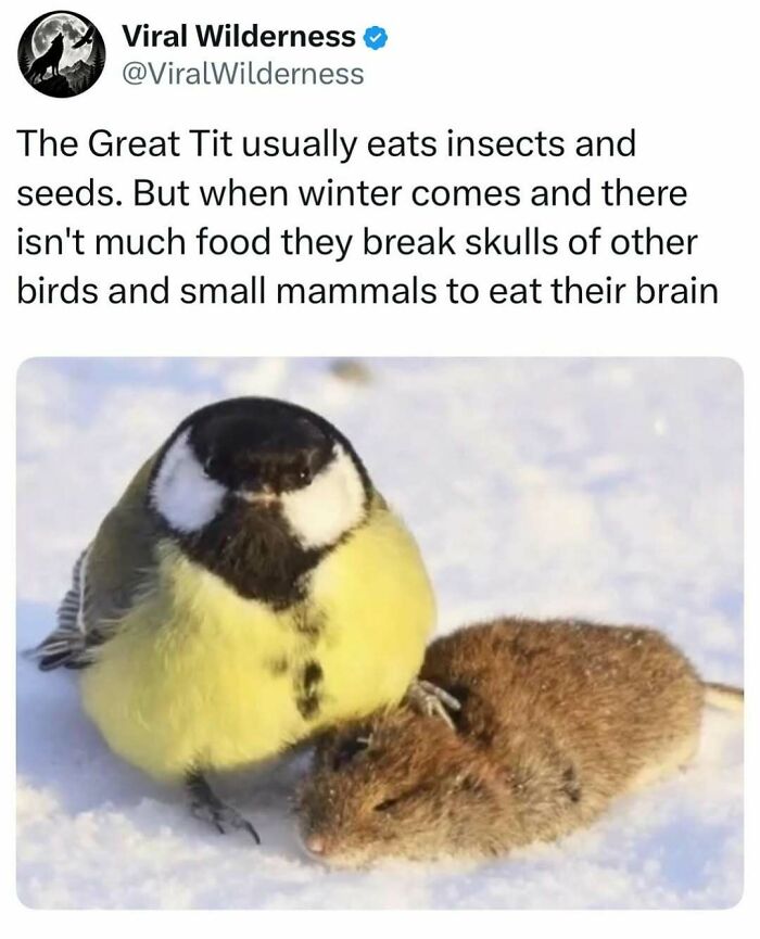 Great Tit bird beside small mammal carcass in winter showing unusual feeding behavior