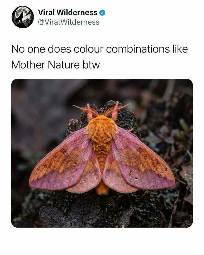 Colorful moth resting on dark textured ground showing nature's vibrant color combination