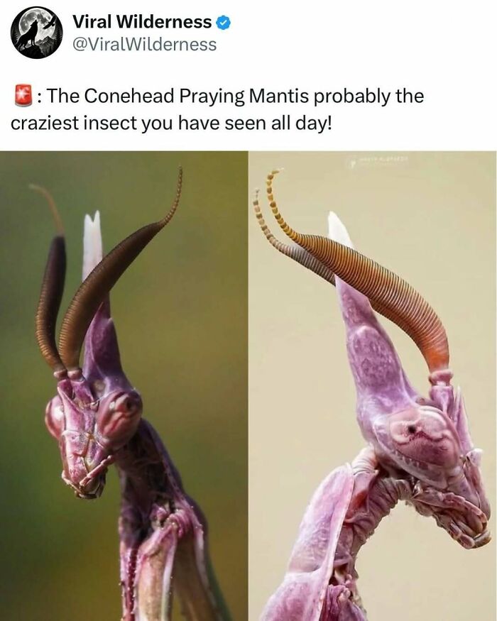 Close-up of the Conehead Praying Mantis showcasing its unique head and antennae in nature.