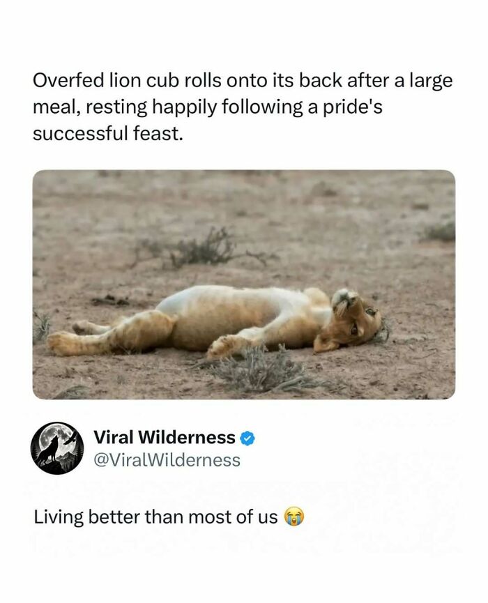 Lion cub resting on back after a large meal in wilderness
