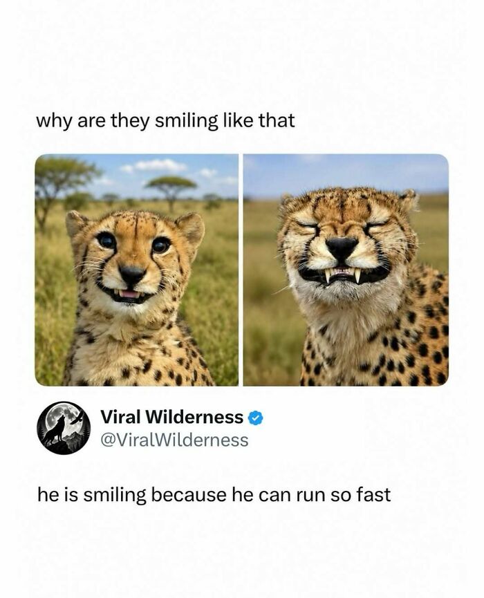 Smiling cheetah showing teeth in wild animal nature