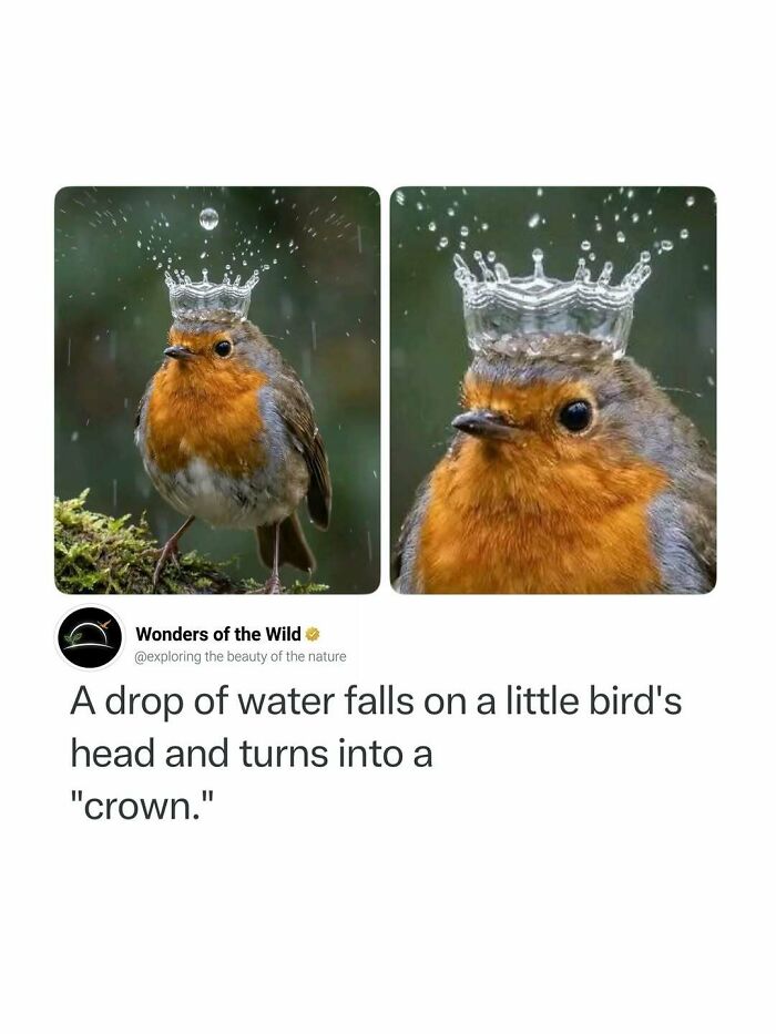 A small robin bird with a water drop crown, illustrating random knowledge facts.