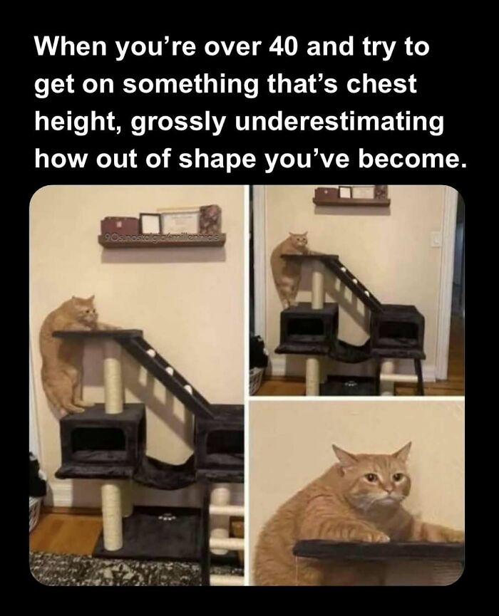 An orange cat struggling to climb onto a cat tree, representing 90s nostalgic pics of life over 40.