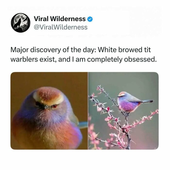 Close-up and side view of a colorful white browed tit warbler bird in nature