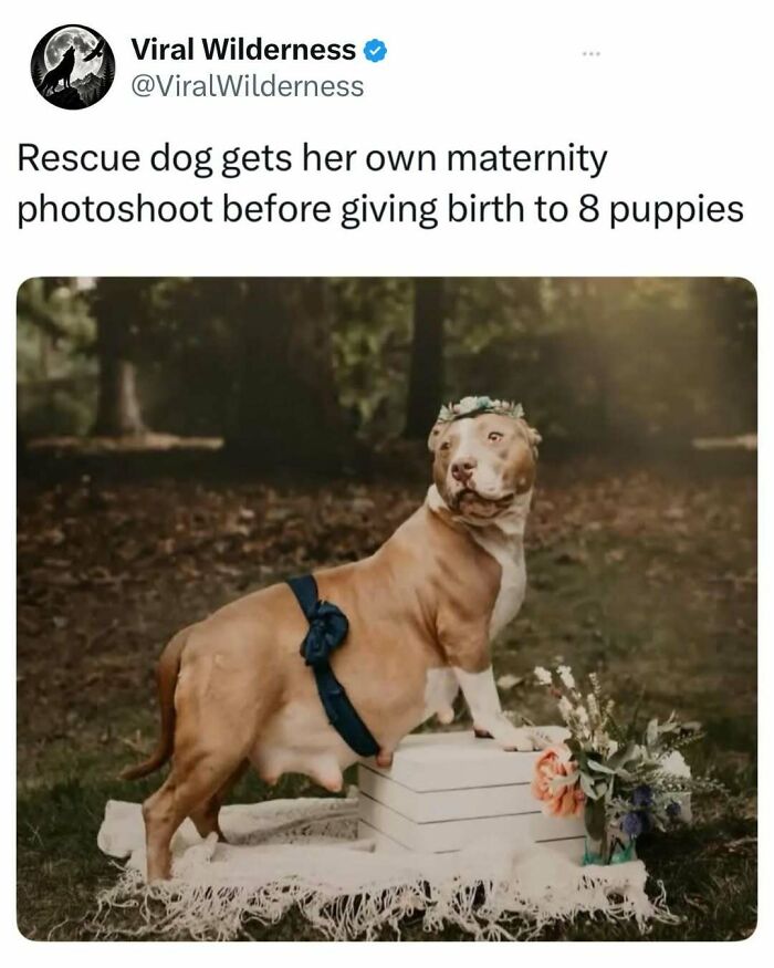 Pregnant rescue dog posing in maternity photoshoot before giving birth