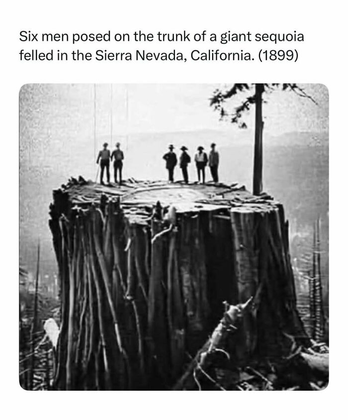 Historical black and white photo of six men standing on a giant sequoia tree trunk.