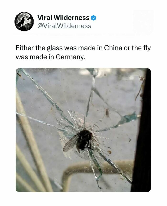 Close-up of a fly stuck in shattered glass illustrating nature and wilderness humor