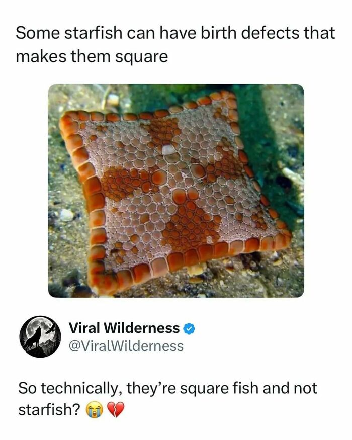 Square-shaped starfish with birth defects lying on the ocean floor.