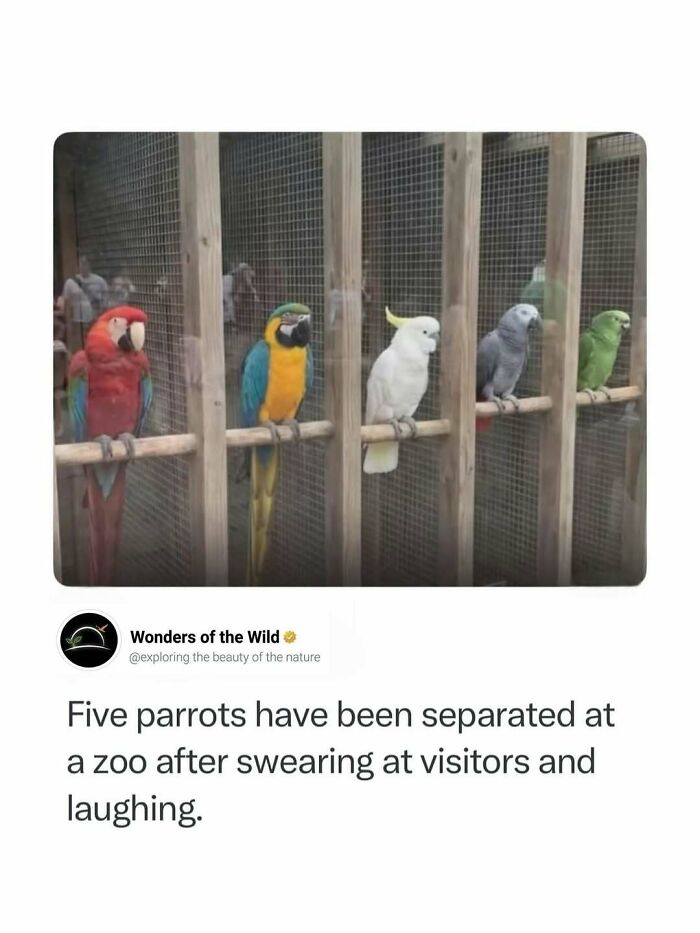 Five different parrots lined up in cages at a zoo, highlighting interesting facts.