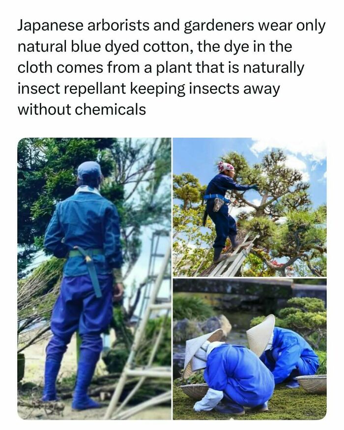 Fascinating stories of Japanese gardeners wearing natural blue dyed cotton clothing to repel insects