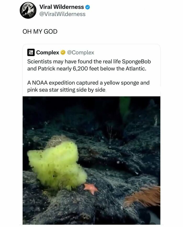 Deep sea yellow sponge and pink sea star captured nearly 6,200 feet below Atlantic Ocean