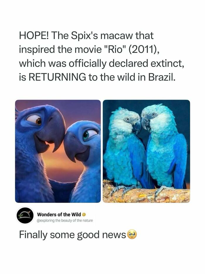 Interesting facts about Spix's macaws from the movie Rio returning to the wild in Brazil.