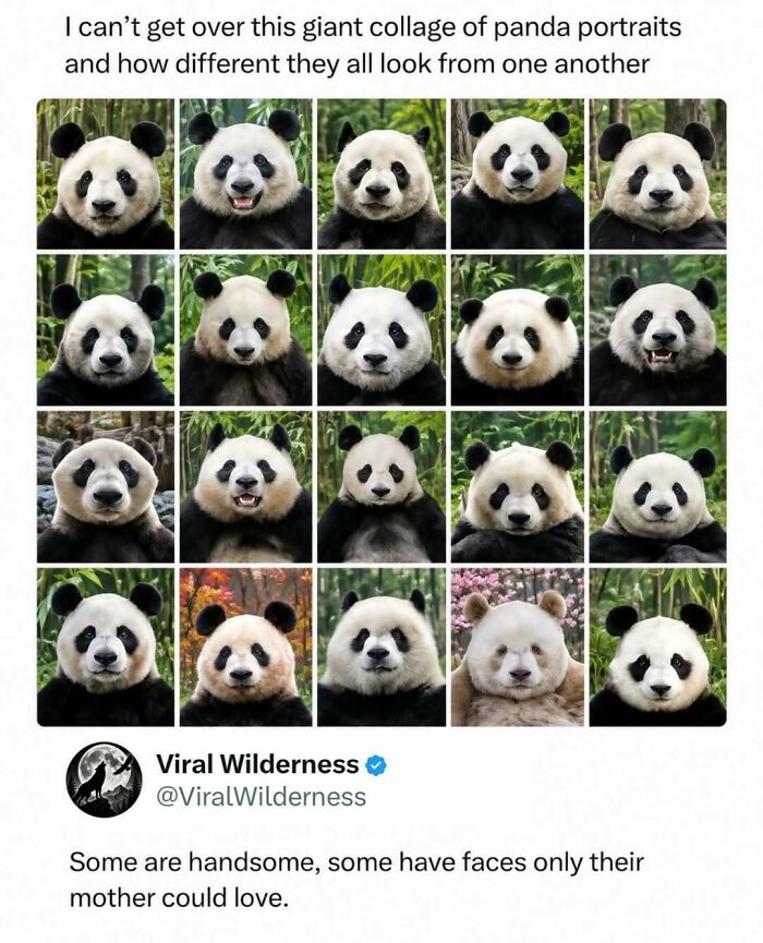 Collage of diverse panda portraits showing unique facial features and expressions in nature