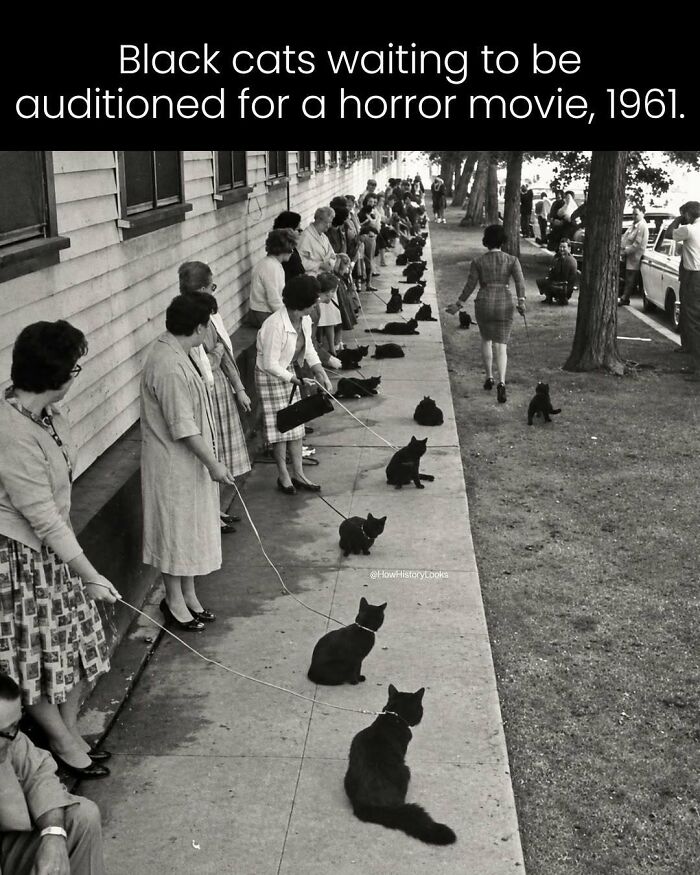 A long line of women holding black cats during a 1961 movie audition, from photos from history