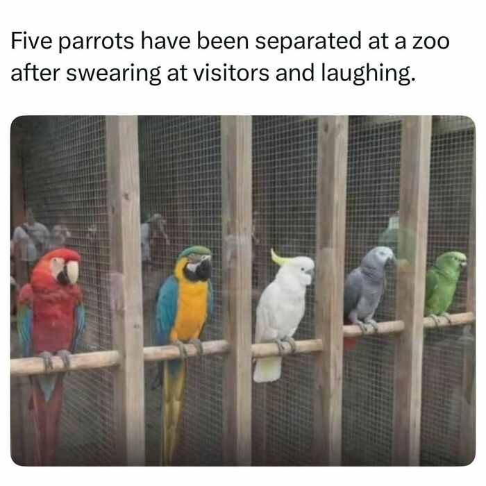 Five colorful parrots lined up on perches at a zoo, representing fascinating stories from the internet